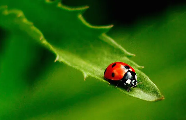 colorful-ladybugs.jpg