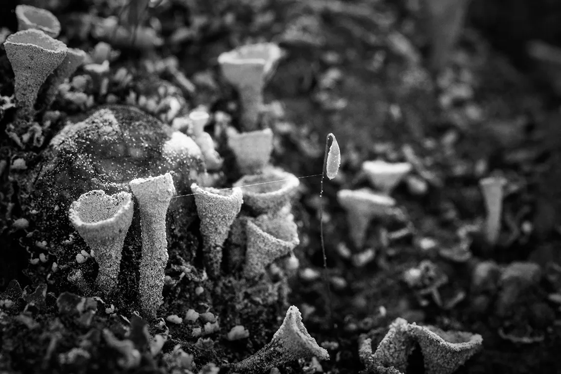 DSC_6356-Exp-2-ST.png