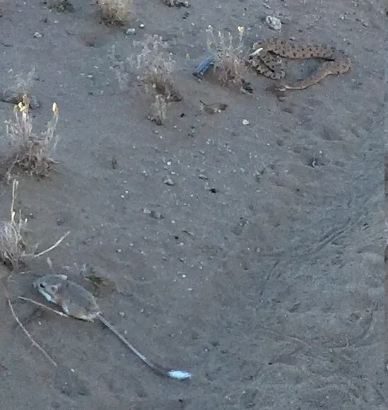 Prey and Predator.JPG