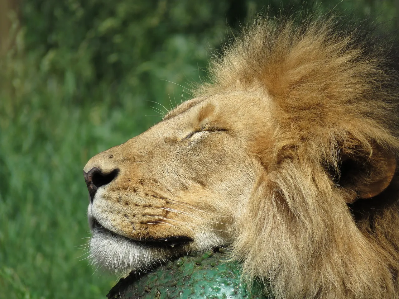 lion-1672531_1920.jpg