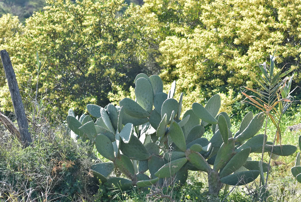 Opuntia big 1.jpg