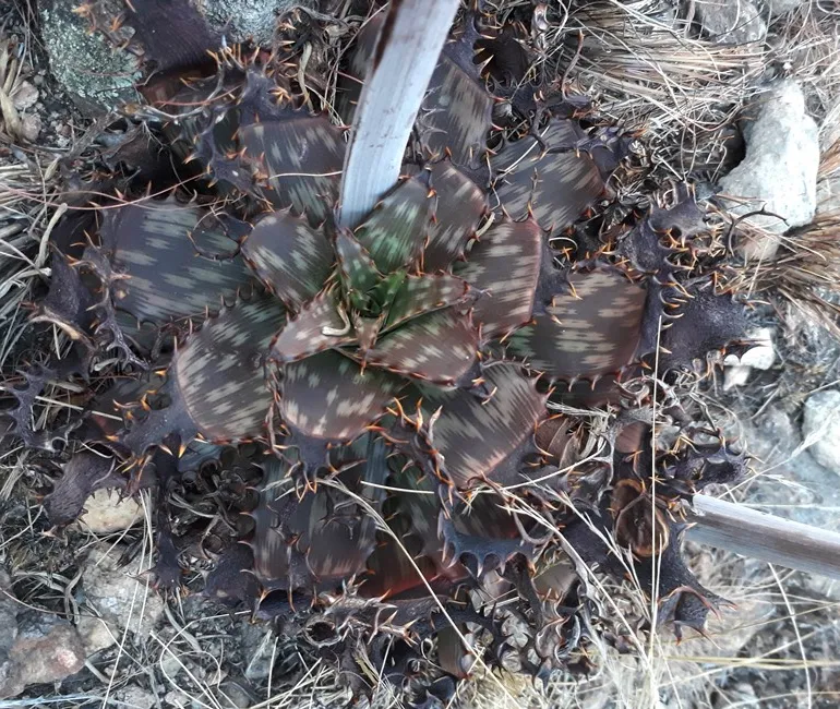 Aloe zebrina Sept.jpg