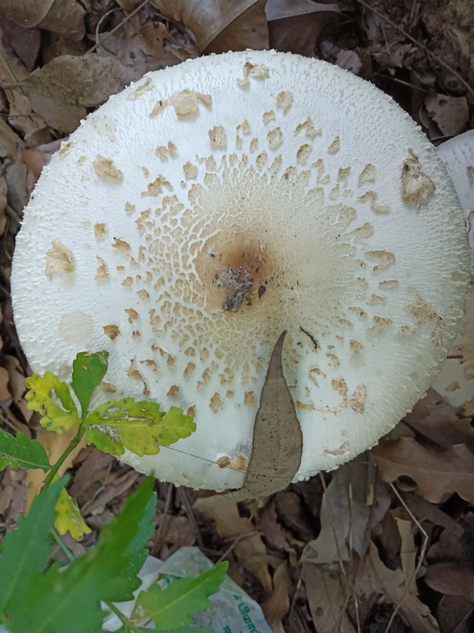 IMG20190930130556.jpg