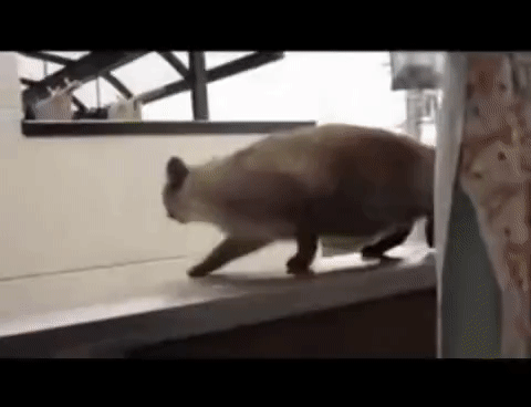 cat jump fail.gif
