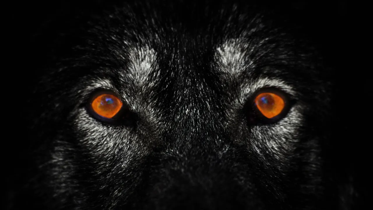 lone-wolf-mindset.png