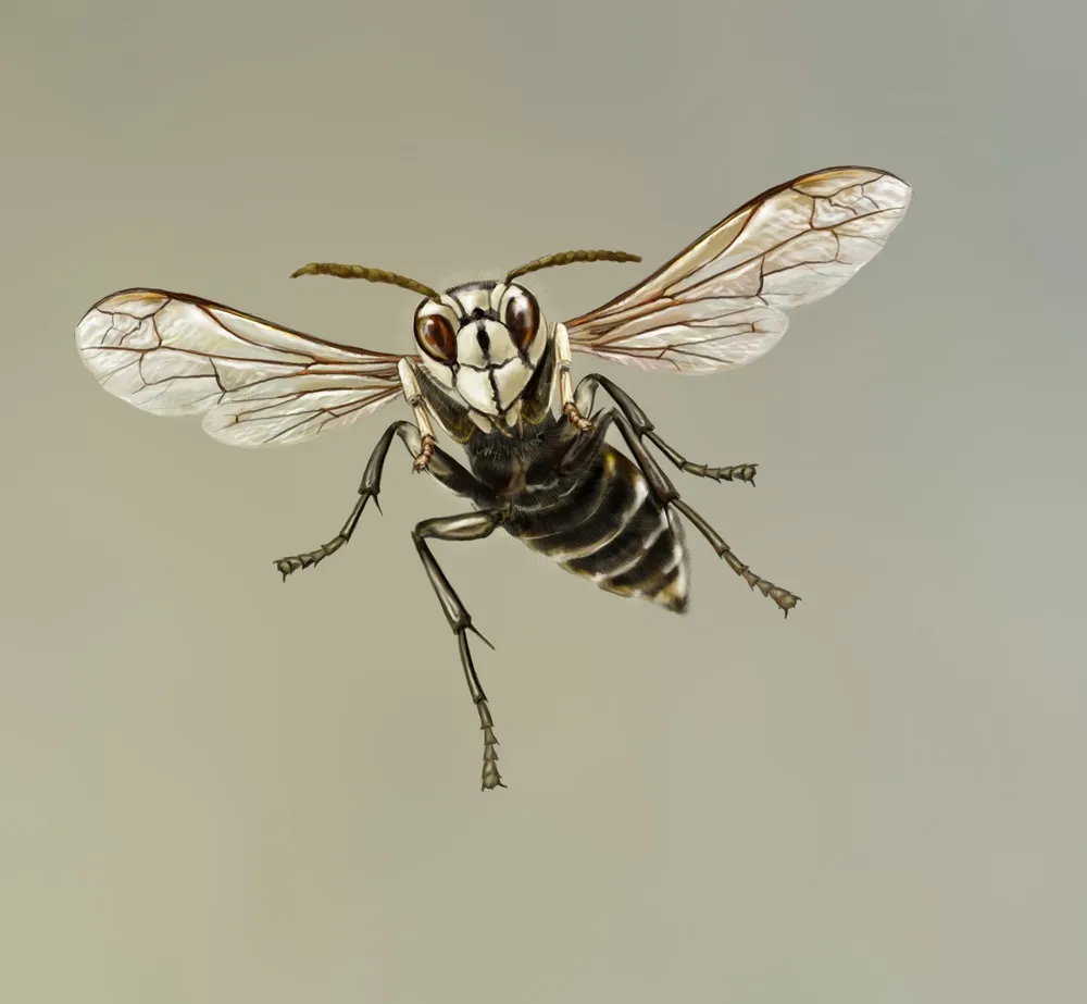 Bald-faced-hornet.jpg