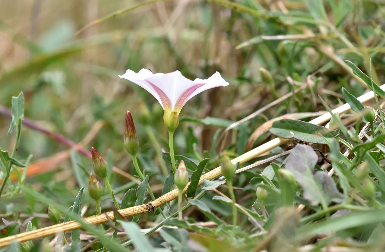 Convolvulus arvensis white wildflower.jpg