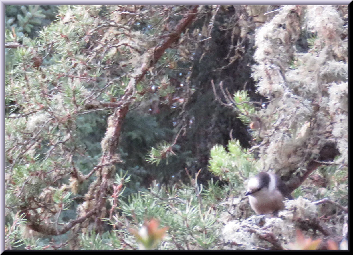 grey jay sitting in pine branches.JPG
