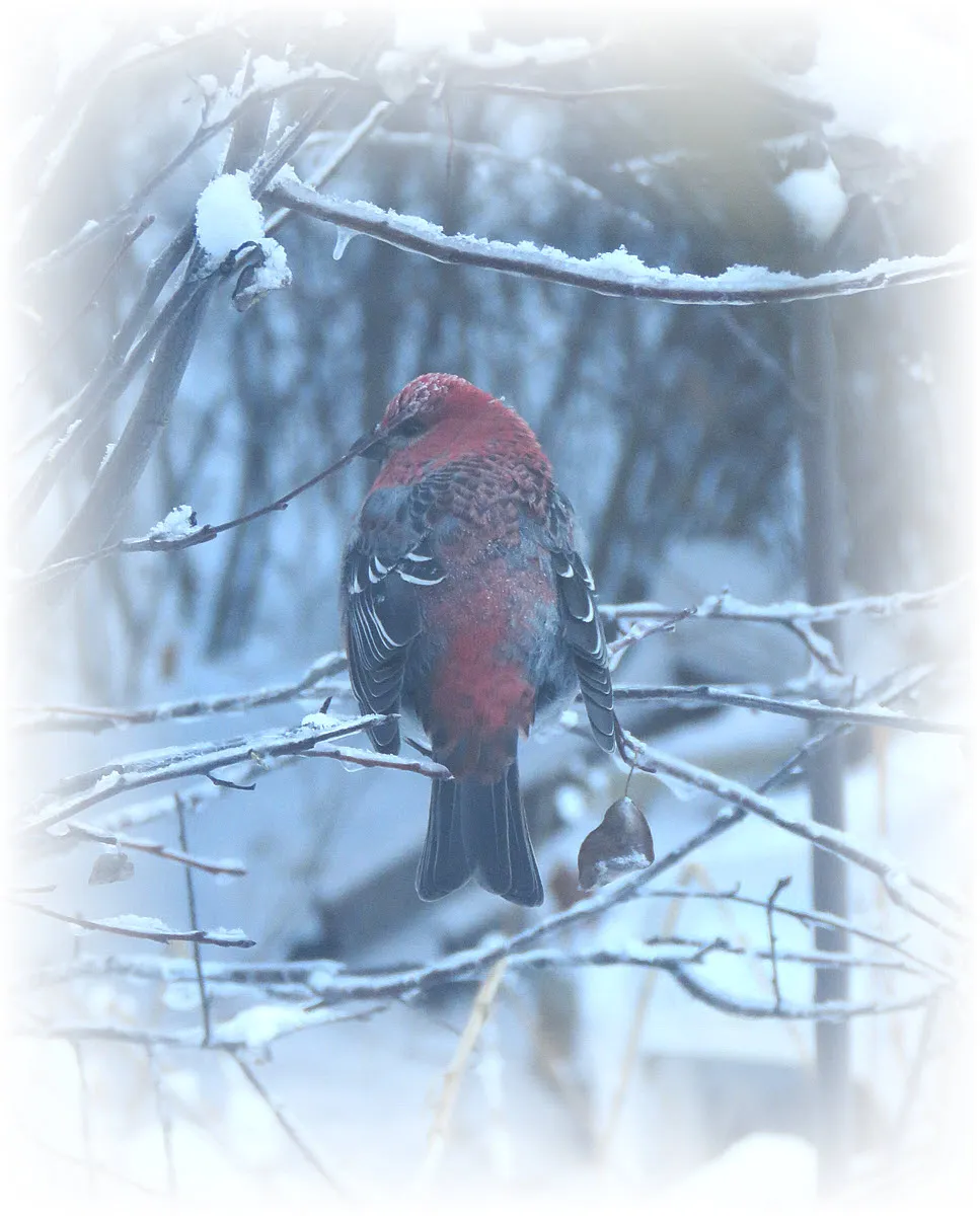 red pine grosbeak on snowy branch.JPG