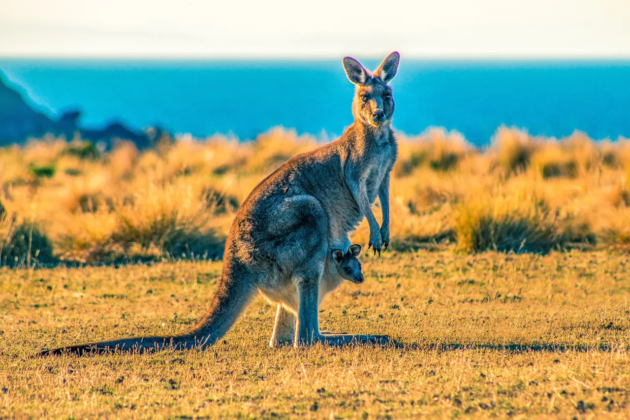 Kangaroo Island. By Ondrej Machart. Photo Source - unsplash.com