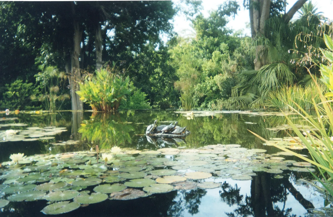 Jardín Botánico nenúfares.jpg