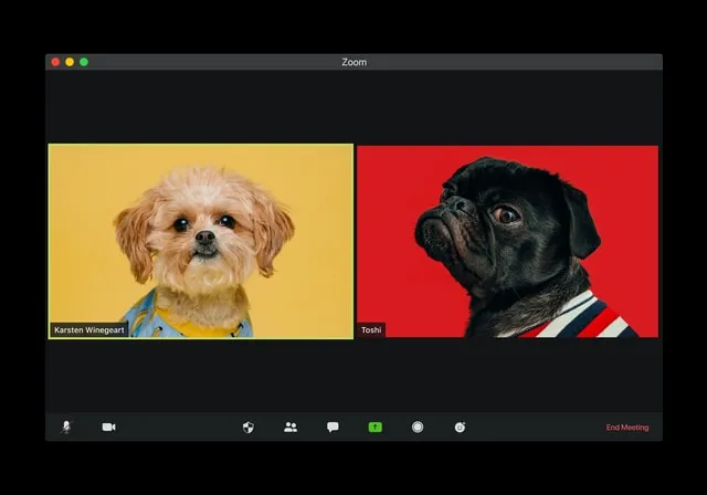 visuals dogs conferencing unsplash.jpg