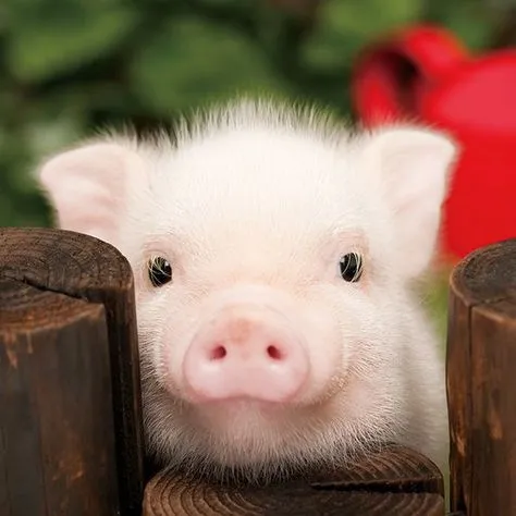 97 Cute Baby Pigs ideas | baby pigs, teacup pigs, cute pigs