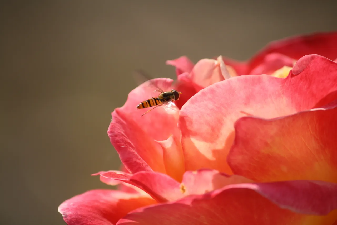 marmalade_hoverfly_01.jpg