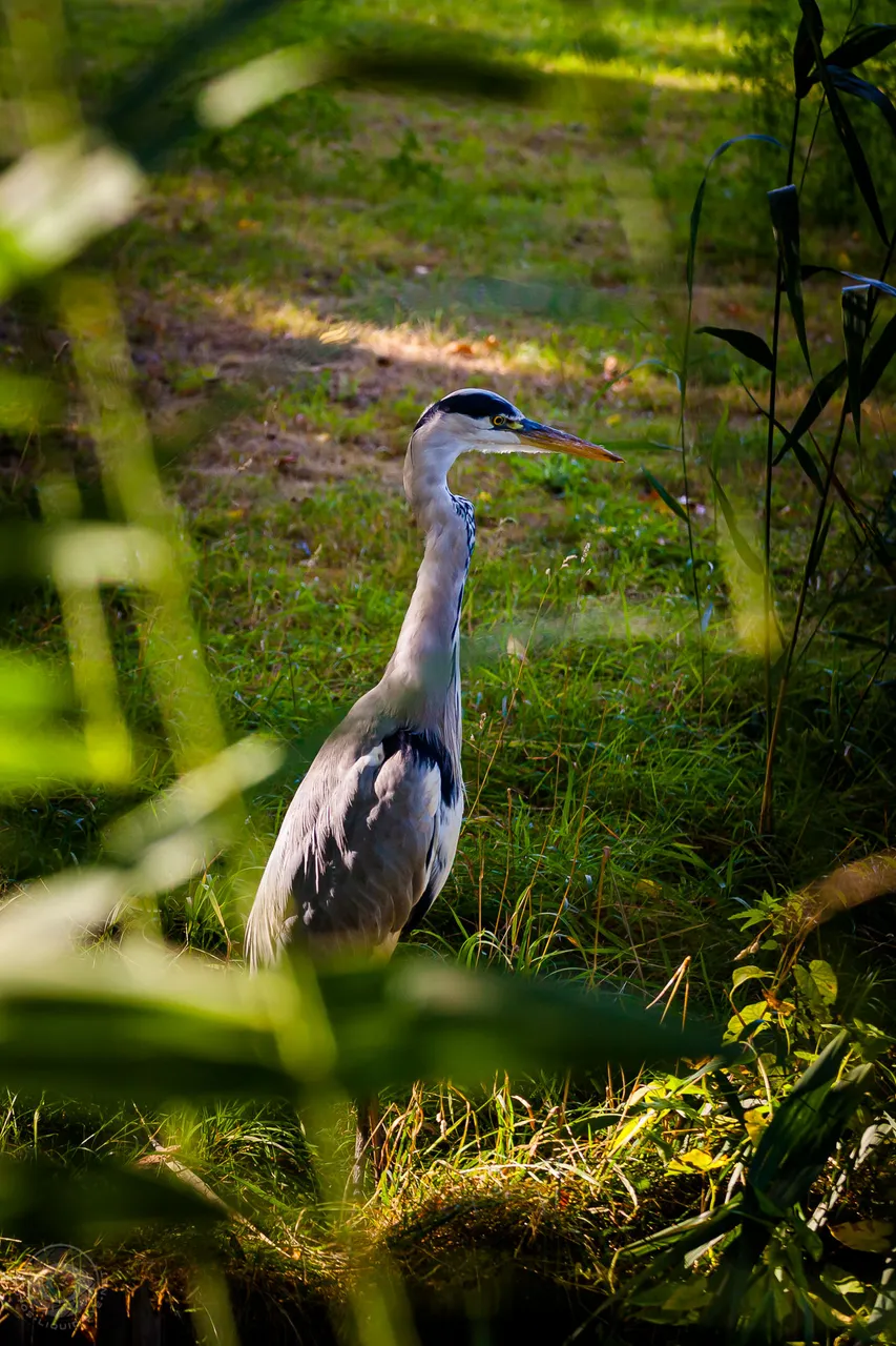 Heron