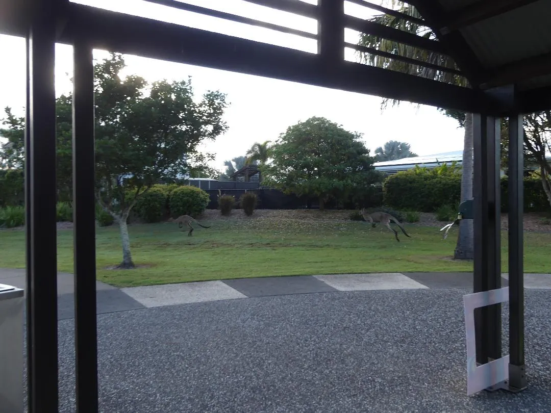 Roos in flight