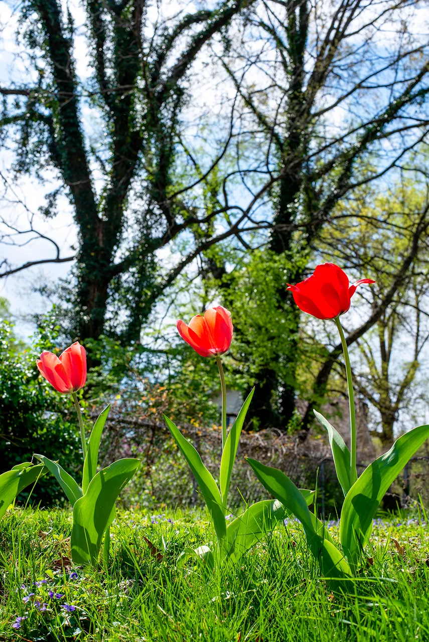 three_in_a_row_tulips.jpg
