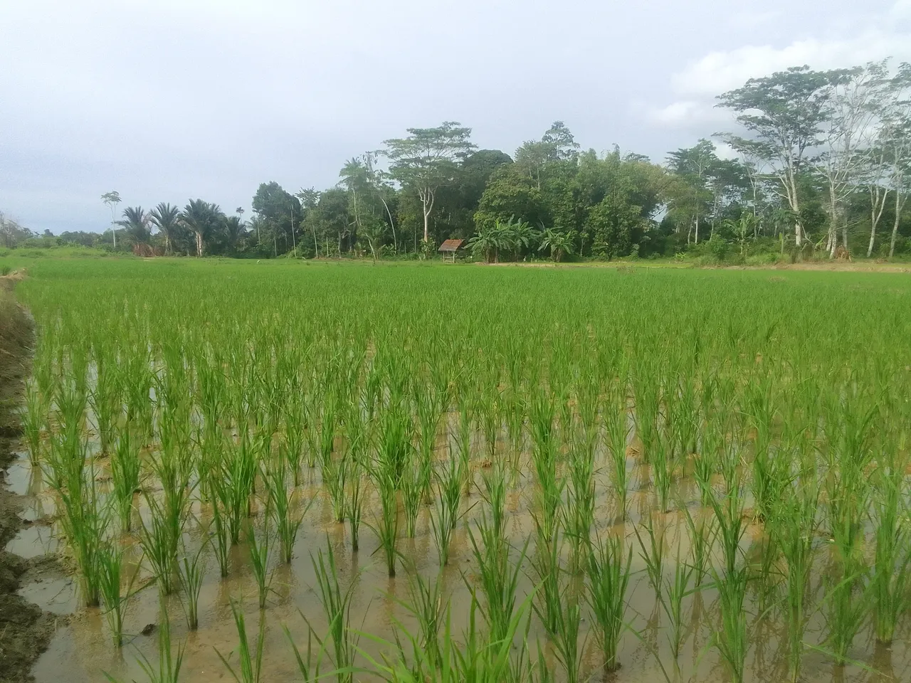 Benefits of Two Types of Toxins in Rice Plants.