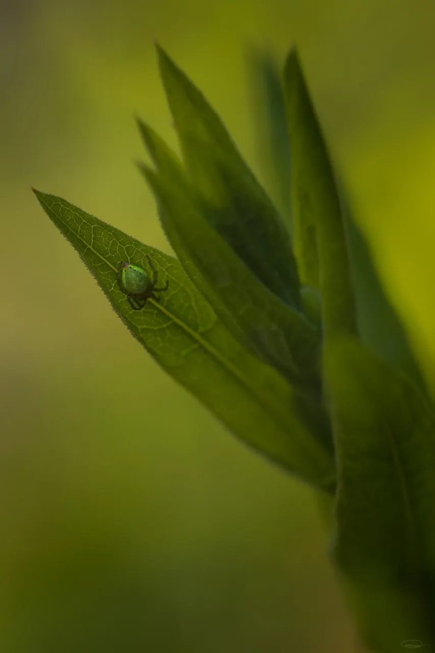 Toxic Green - Green Spider on Green Leaves