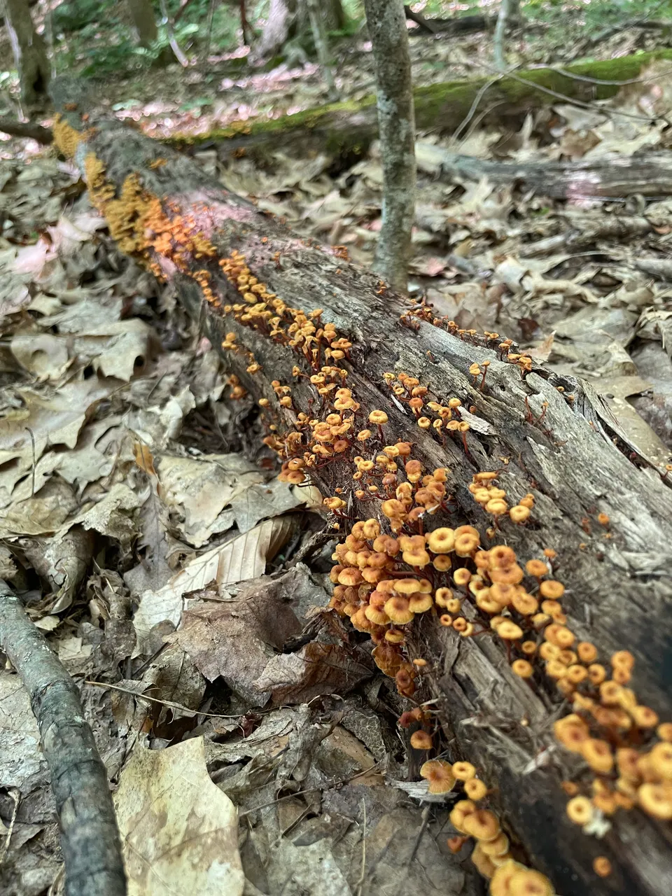 Orange fungi on log