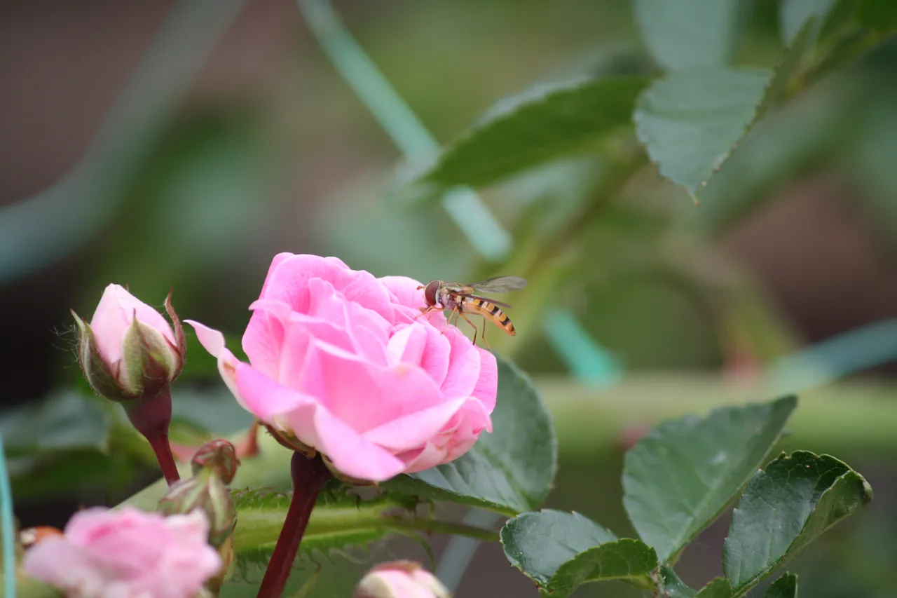 marmalade_hoverfly_04.jpg