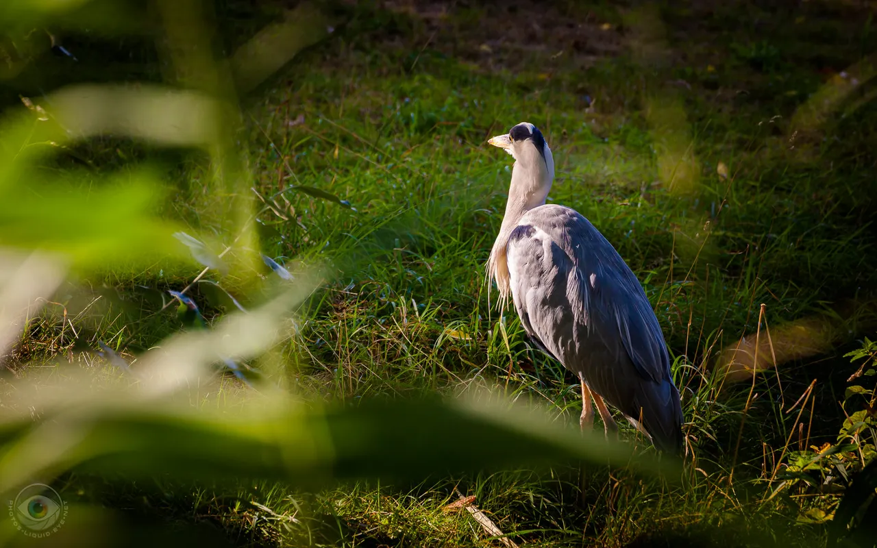 Heron Walking