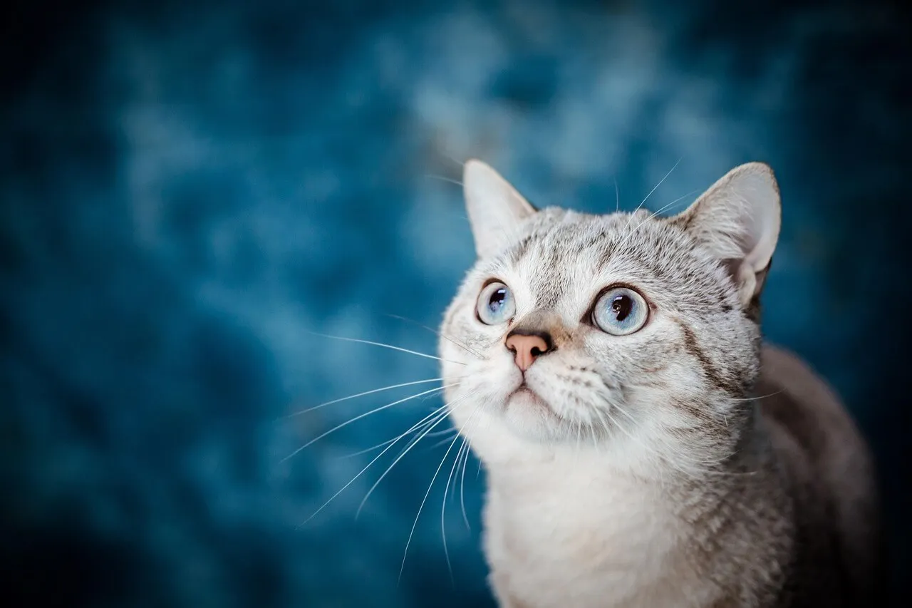 "cat-8198720_1280 (1).jpg"