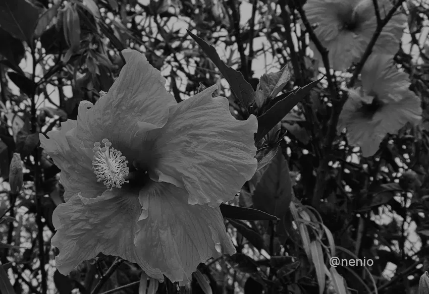 hibiscus-orange-004-bw.jpg