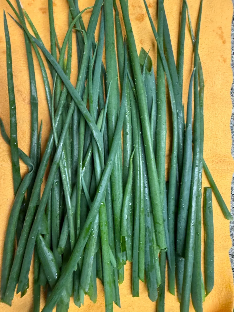 hivegarden-green-onion.jpg