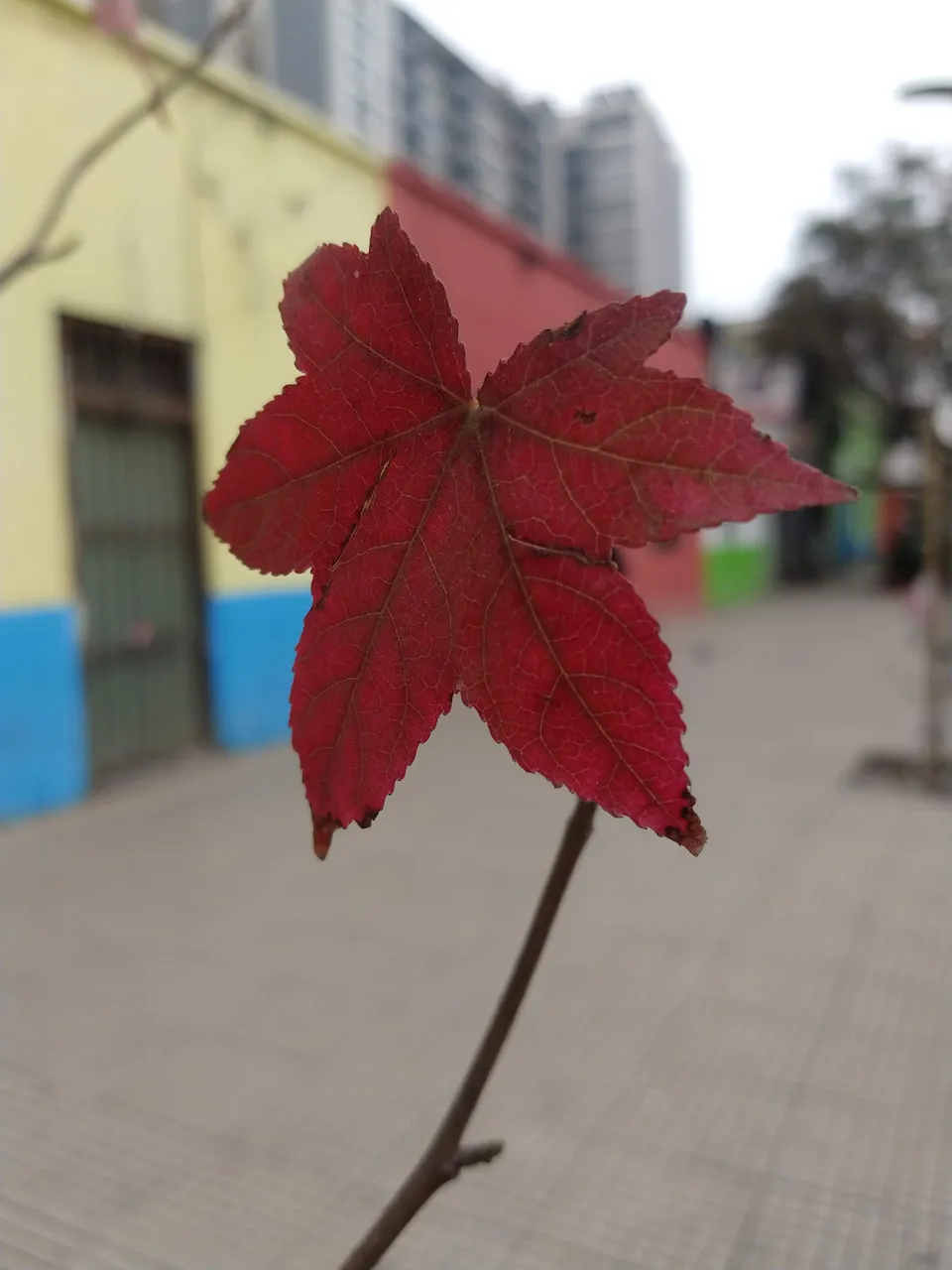 IMG_20190425_101237483.jpg