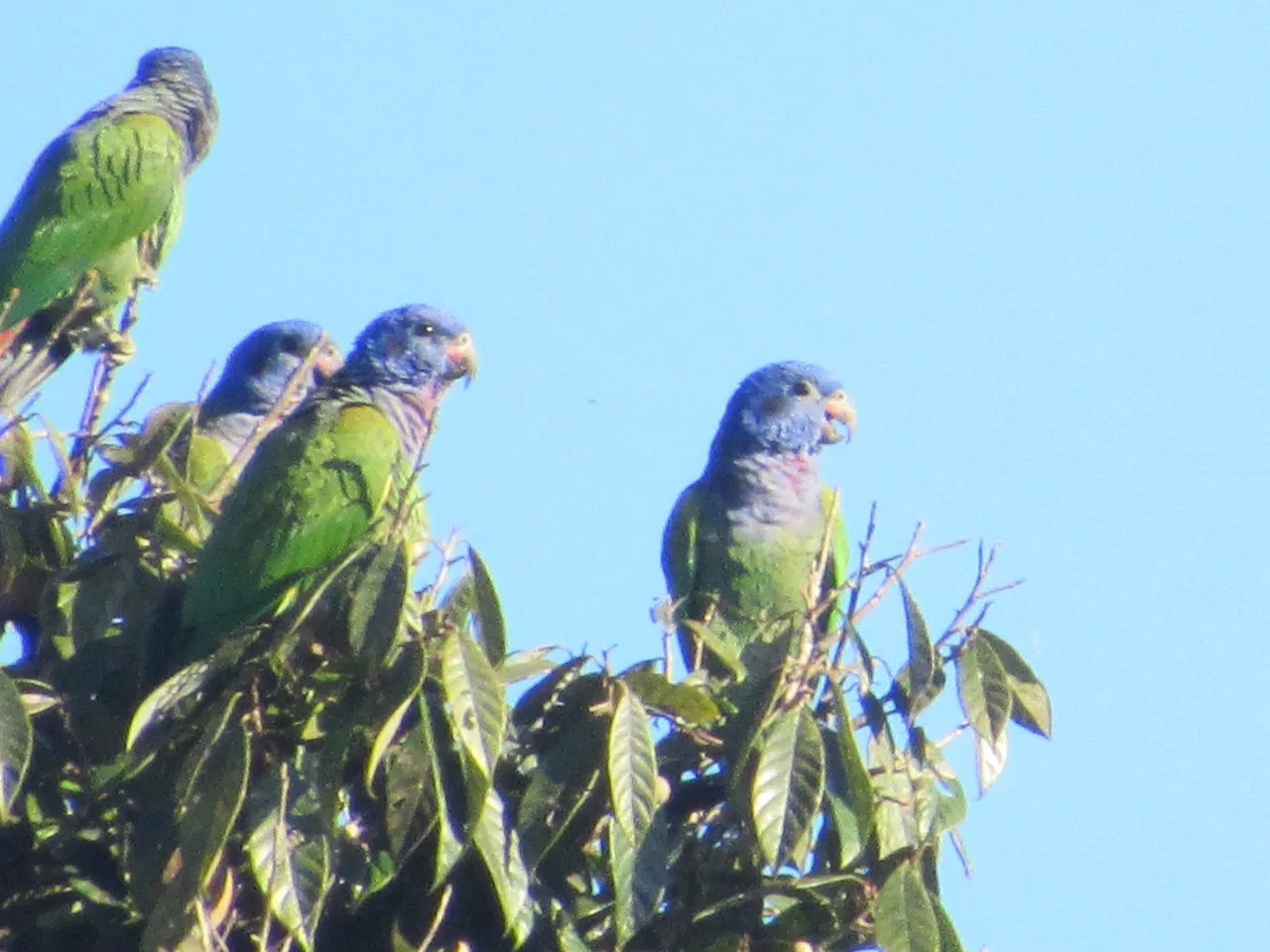 Blue Headed Parrot.JPG