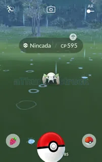 Wild Nincada spawn.jpg