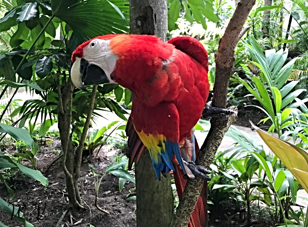 travel-jamaica-parrot7.jpg