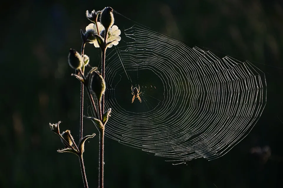 spider-3533177_960_720.jpg