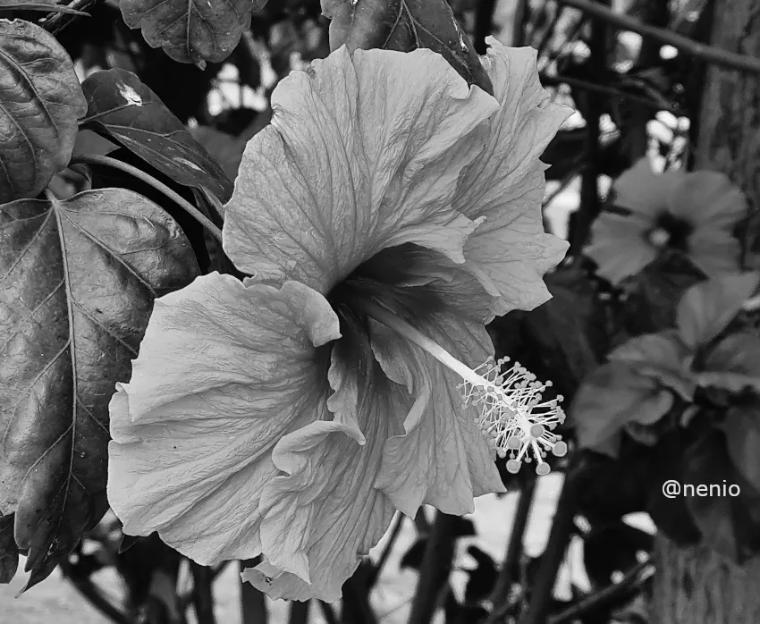 hibiscus-orange-003-bw.jpg