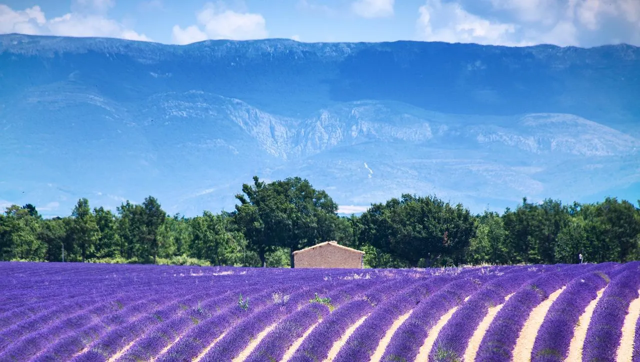 valensole-3925067_1280.jpg