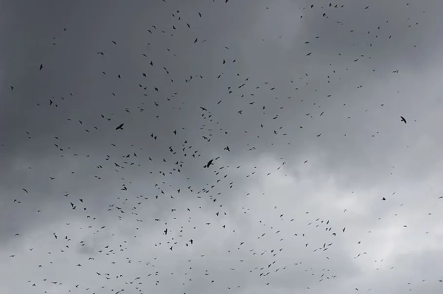 crow-cloudy-sky-creepy.jpg