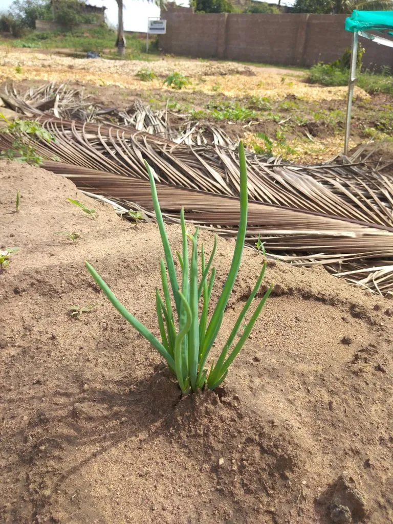 Farm photography 5.jpg