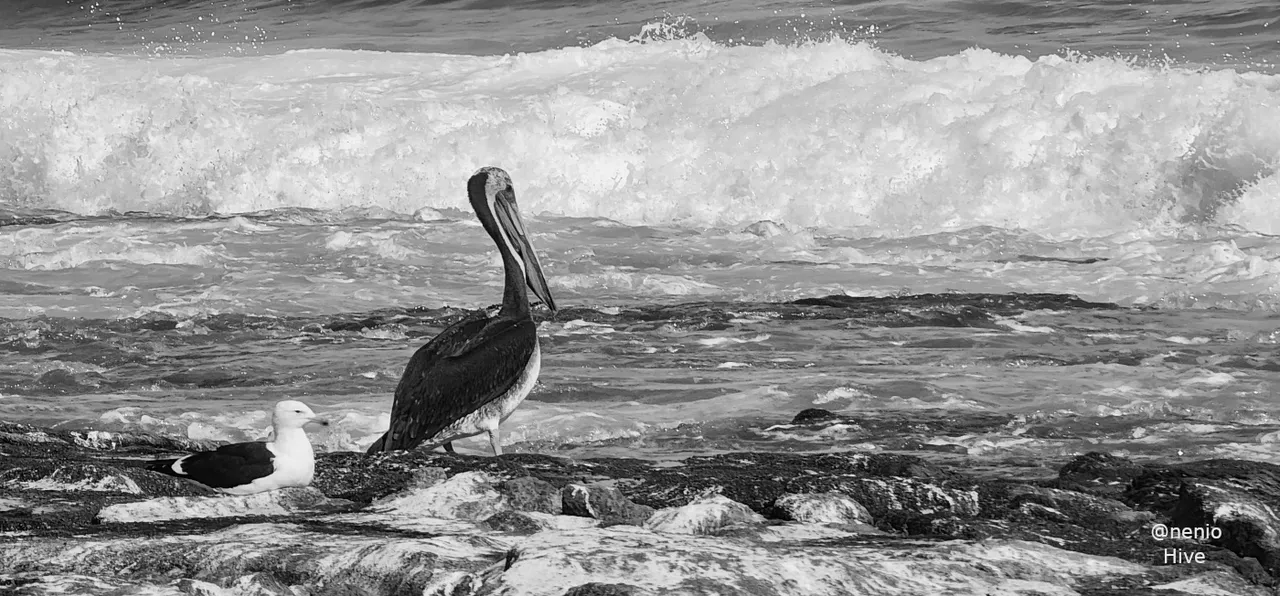pelican-seagull-004-bw.jpg