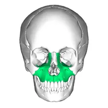 220px-Maxilla_anterior.png