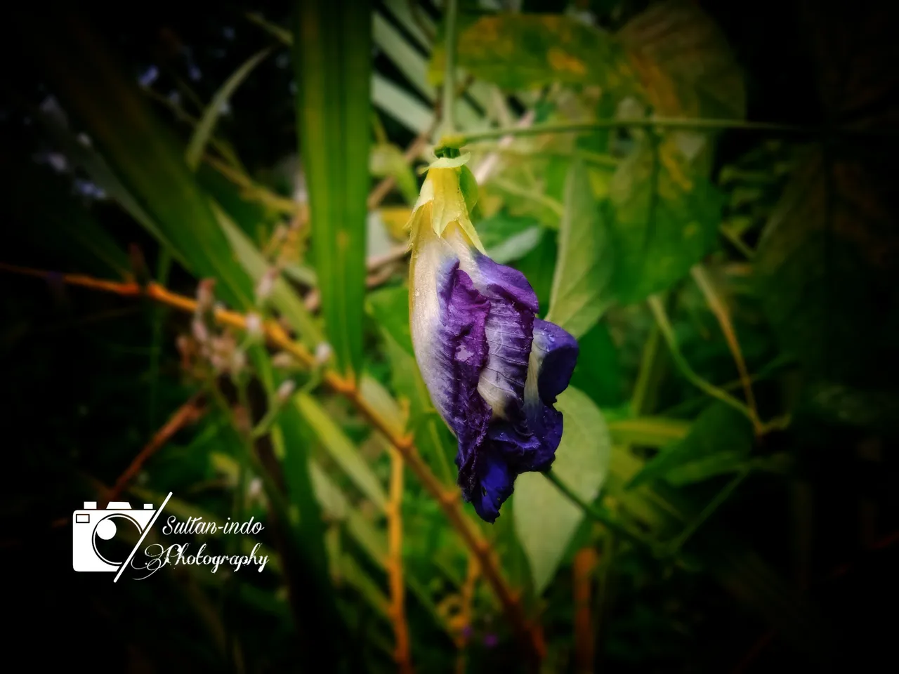 PicsArt_06-18-09.39.41.jpg
