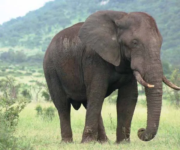 african-elephant-facts.jpg