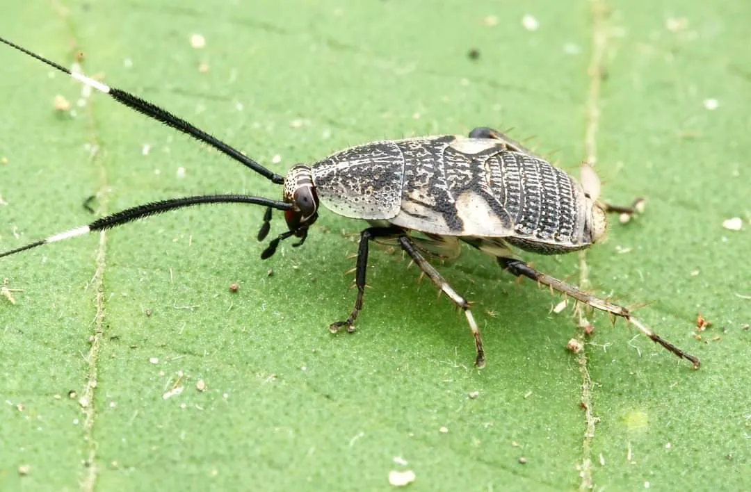 strange insect (3).jpg