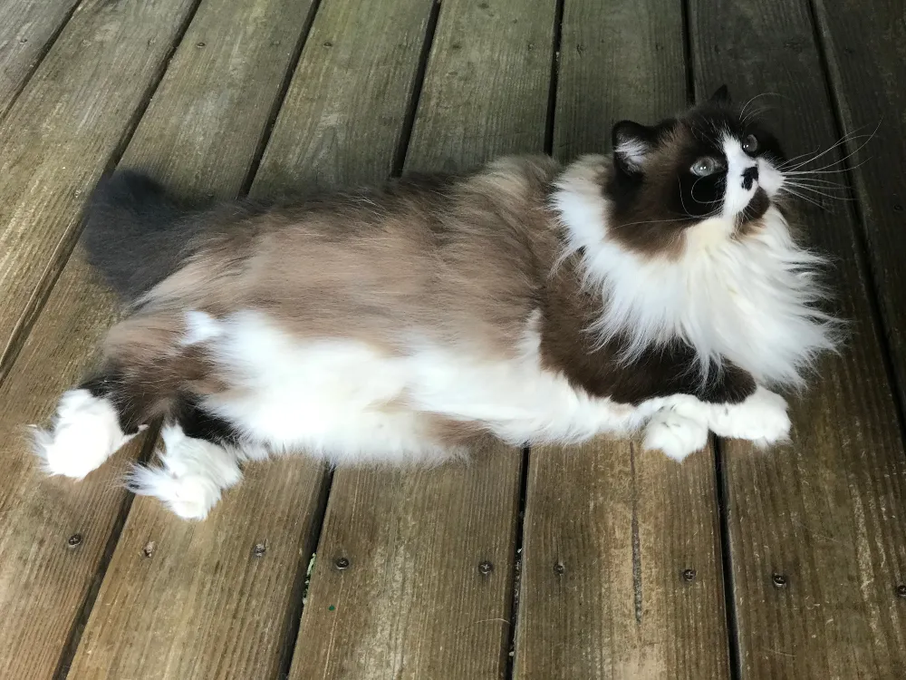catsnaps cat cheju.jpg
