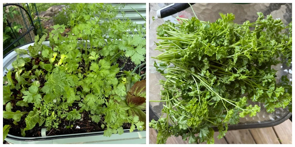 hivegarden-25-cilantro.jpg