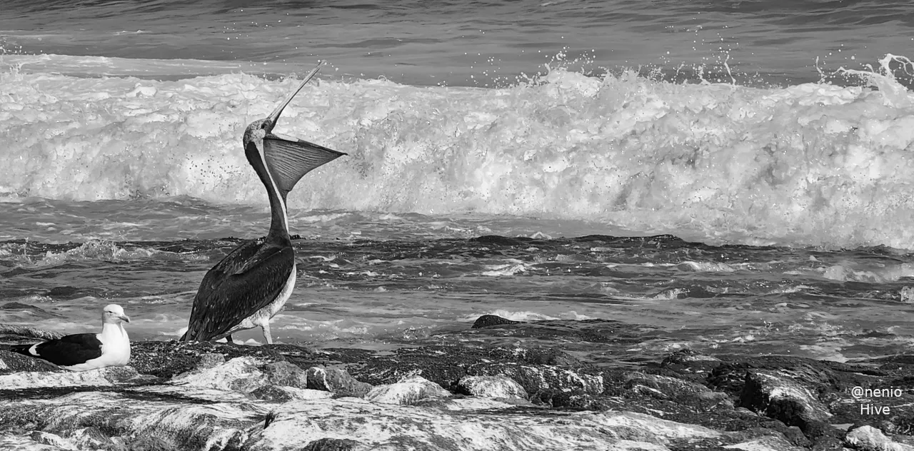 pelican-seagull-003-bw.jpg