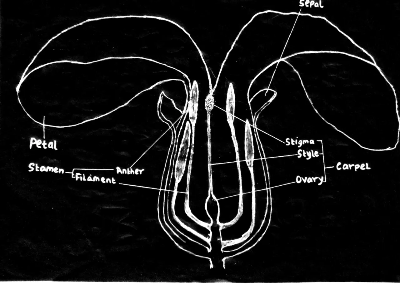 Sexual Reproduction in flowering plants