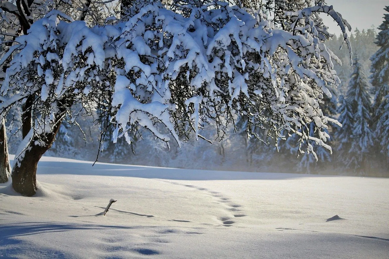 natureg6154877f6_1280.jpg