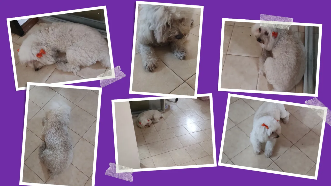 sascha pic collage.png