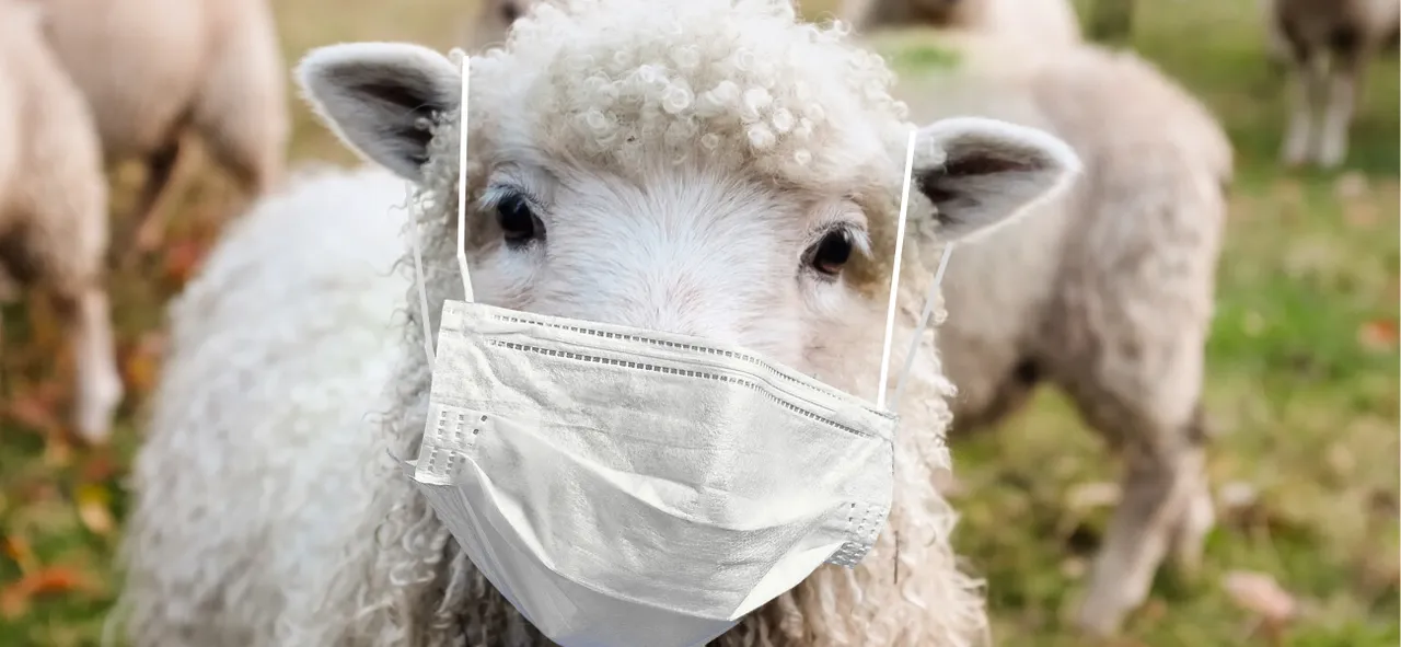 Sheep Mask Wearing.png